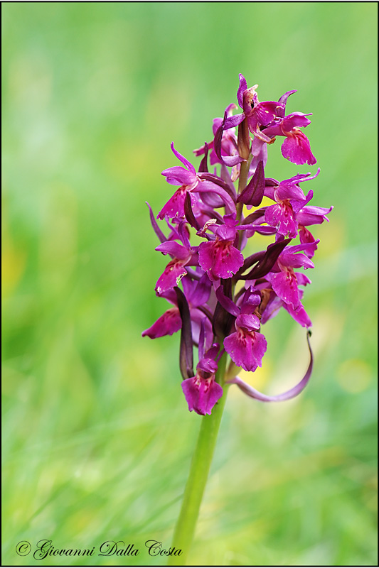 Dactylorhiza sambucina ?